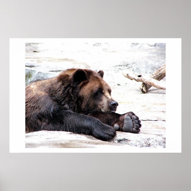 Poster Ours Brown (Devant)