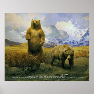 Poster Ours Brown de l'Alaska