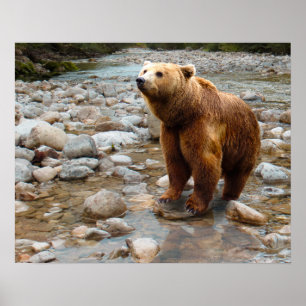 Poster Ours brun dans le ruisseau