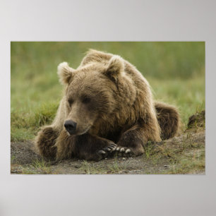 Poster Ours brun, ou Ours grizzly côtier, Ursus