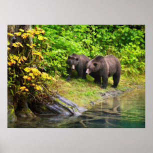 Poster Ours brun & ourson Hyder, Alaska