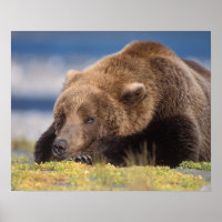 ours brun, Ursus arctos, grizzly, Ursus 8