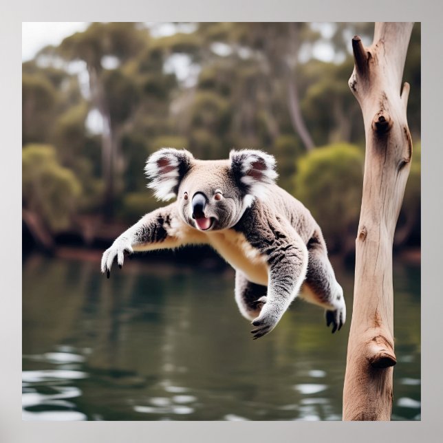 Poster Ours de chute australien Koala (Devant)