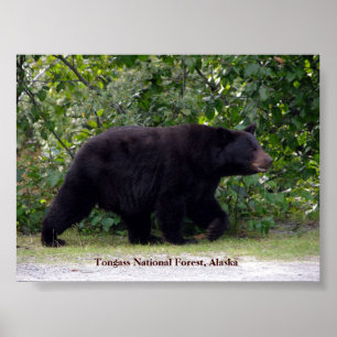 Poster Ours de l'Alaska