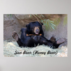 Poster Ours de miel (Ours du soleil) Photo