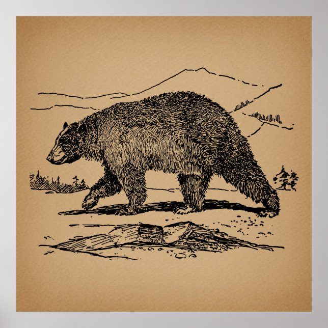 Poster Ours d'époque Illustré Ours Vintage (Devant)