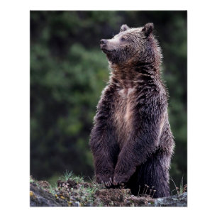 Poster Ours Grizzli debout