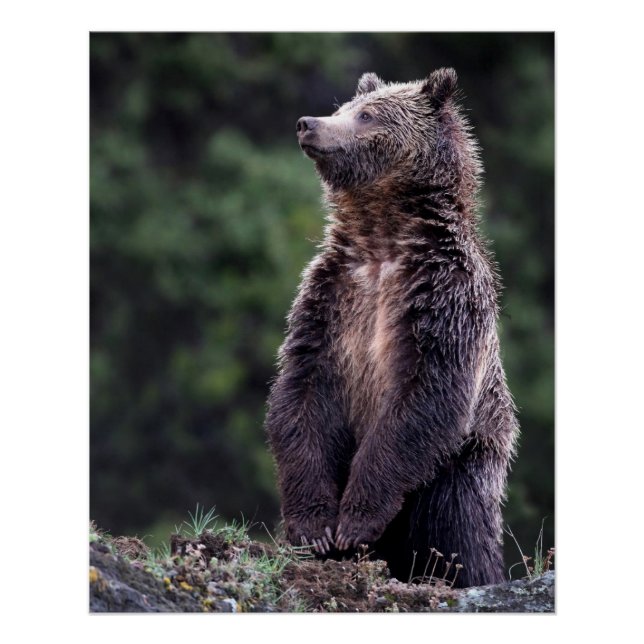Poster Ours Grizzli debout (Devant)