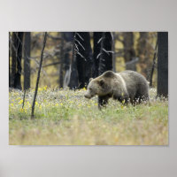 Ours grizzli en campagne