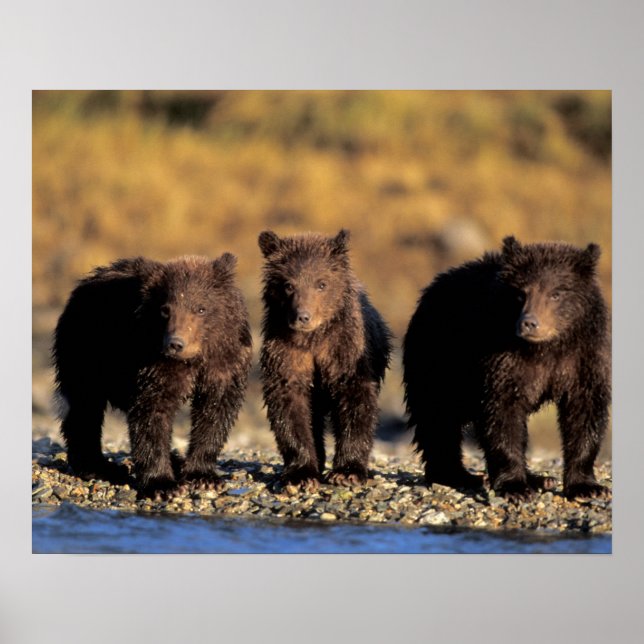 Poster Ours grizzli, ours brun, oursons, Katmai National (Devant)