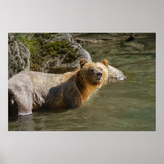 Poster Ours Grizzli Sauvage À La Rivière Orford (Devant)
