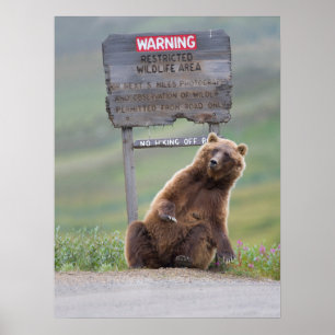 Poster Ours Grizzly Joue Avec Un Panneau