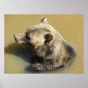 Poster Ours Grizzly Prenant un Bain