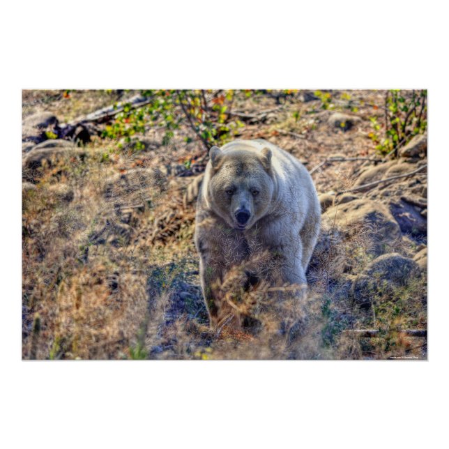 Poster Ours Kermode Rare (Ours Esprit) Photo (Devant)