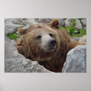 Poster Ours kodiak