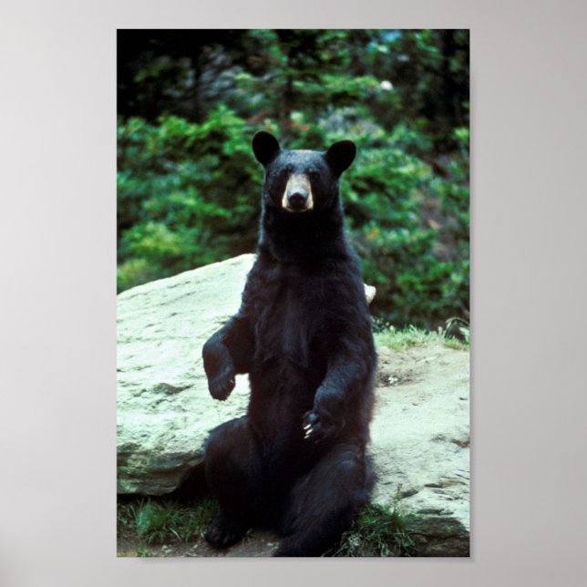 Poster Ours noir (Devant)