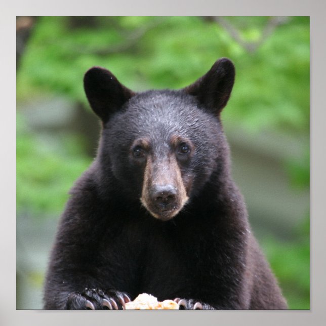 Poster ours noir (Devant)