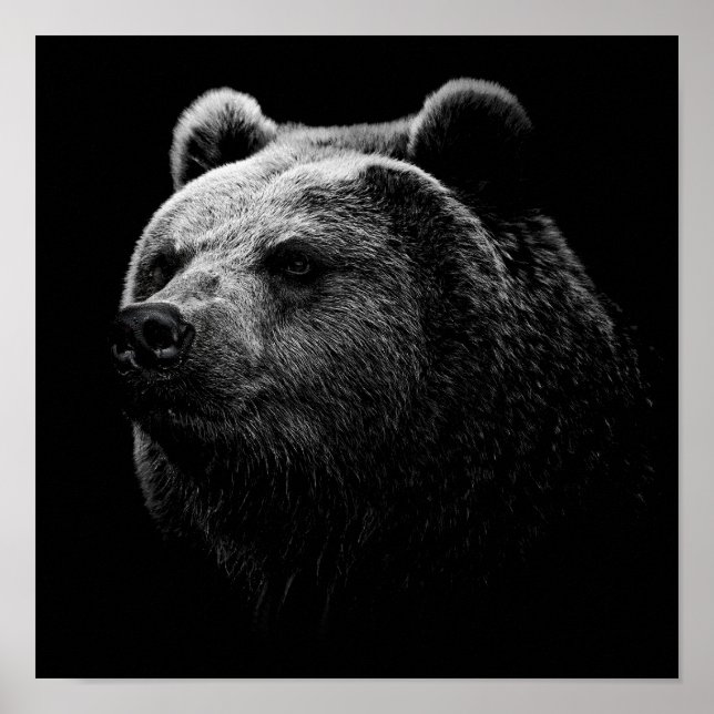 POSTER OURS NOIR. (Devant)