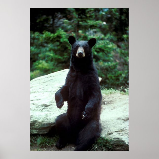 Poster Ours noir (Devant)