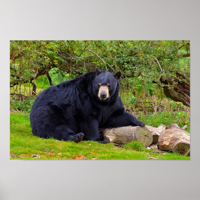 Poster Ours noir (Devant)