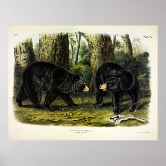 Poster Ours noir américain (Ursus Americanus) par Audubon (Devant)
