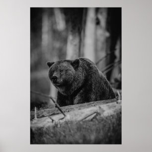 Poster Ours noir blanc photo Cabine rustique moderne