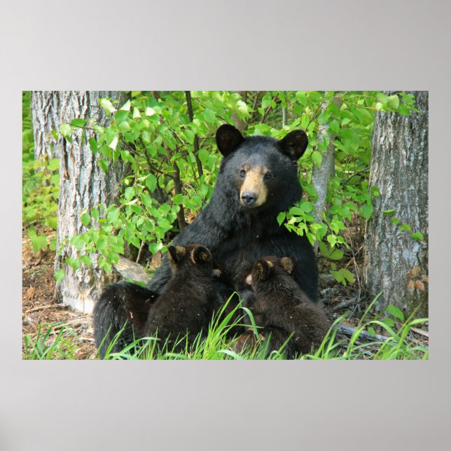 Poster Ours noir et cubes jumeaux (Devant)