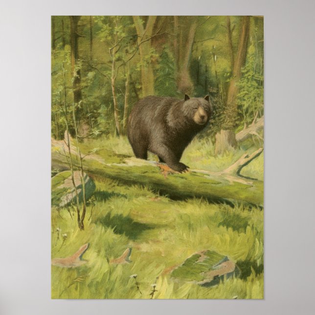 Poster Ours noir sur un tronc d'arbre (Devant)