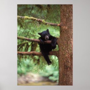 Poster ours noir, Ursus americanus, ourson dans un arbre