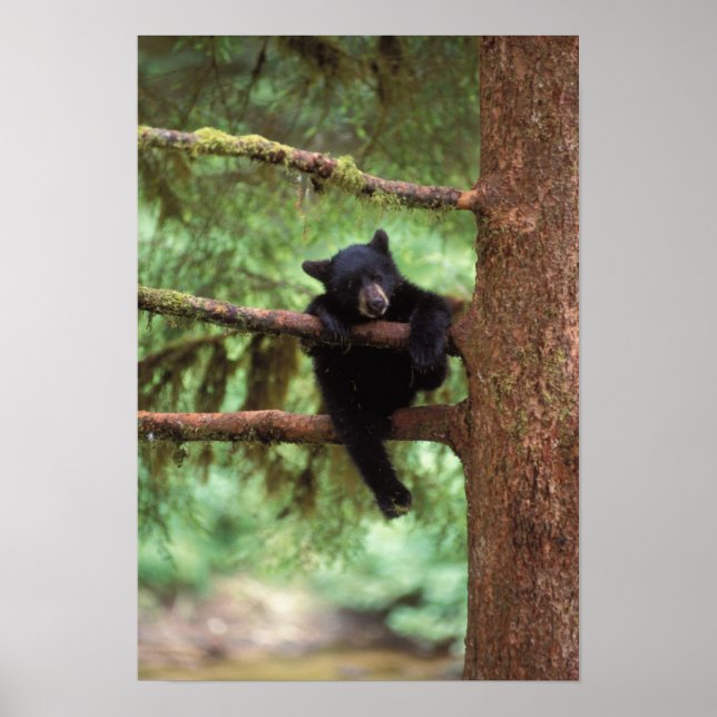 Poster ours noir, Ursus americanus, petit dans un arbre (Devant)