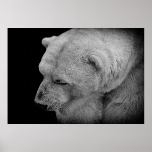 Poster Ours polaire (Devant)