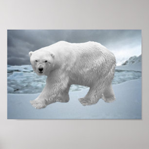 Poster Ours polaire