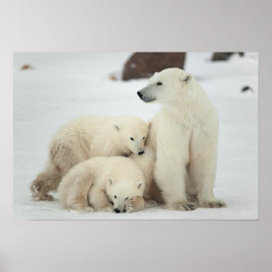 Poster Ours Polaire Avec Cubs