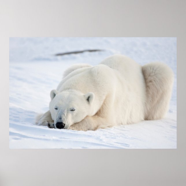 Poster Ours polaire en hiver (Devant)