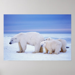 Poster Ours polaire femelle avec des oursons