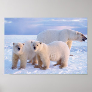 Poster Ours polaire femelle avec des oursons sur la glace