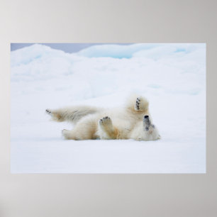 Poster Ours polaire roulant dans la neige, Norvège