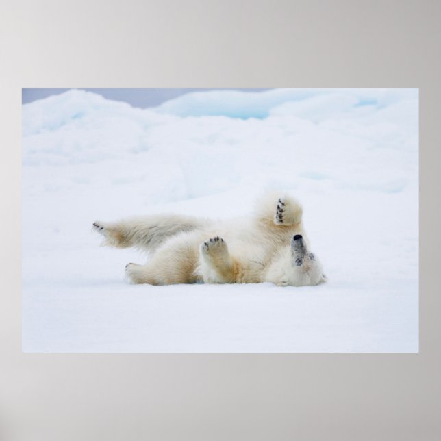 Poster Ours polaire se roulant dans la neige, Norvège (Devant)