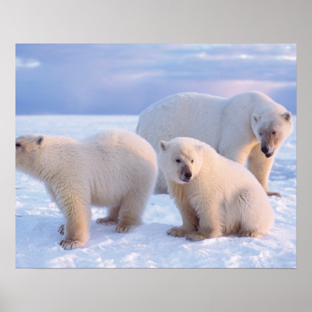 Poster Ours polaire semé avec des petits sur la banquise  (Devant)