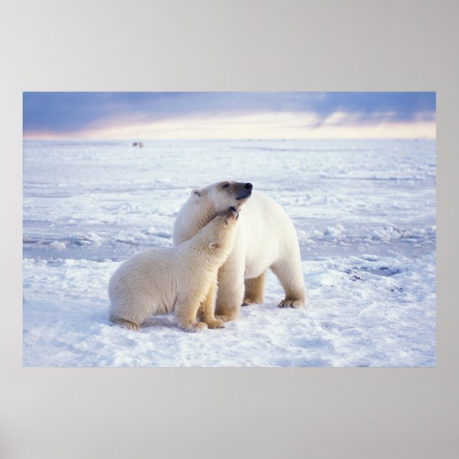 Poster Ours polaire semé avec un ourson, emballer la glac (Devant)