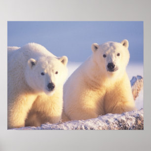 Poster Ours polaire semé avec un petit sur la glace de me