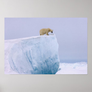 Poster ours polaire, Ursus maritimus
