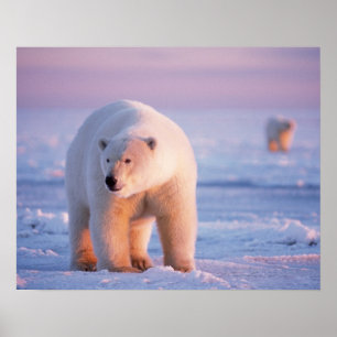 Poster ours polaire, Ursus maritimus