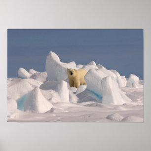 Poster ours polaire, Ursus maritimus, dans la glace brute