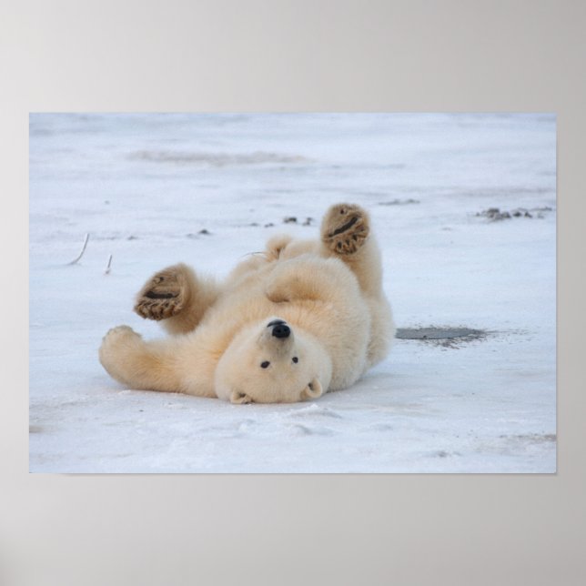 Poster ours polaire, Ursus maritimus, petit roulement 3 (Devant)