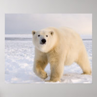 ours polaire, Ursus maritimus, sur glace et neige,