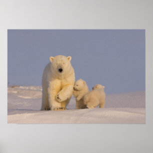 Poster ours polaire, Ursus maritimus, truie avec nouveau-