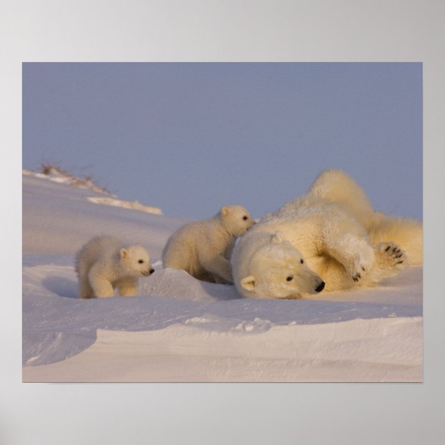 Poster ours polaire, Ursus maritimus, truie jouant (Devant)