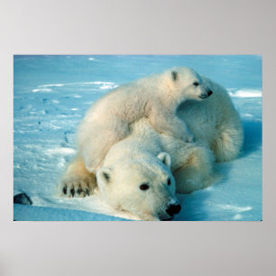 Poster Ours polaires
