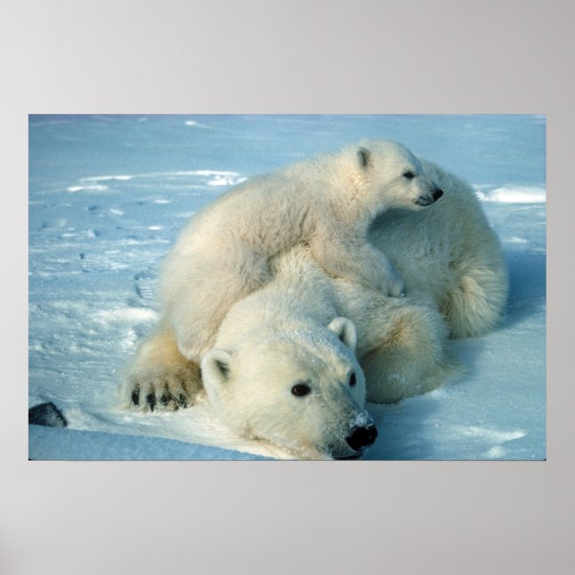 Poster Ours polaires (Devant)